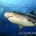 shark_tiger_ft_lbb_h_3717_bah4389.jpg